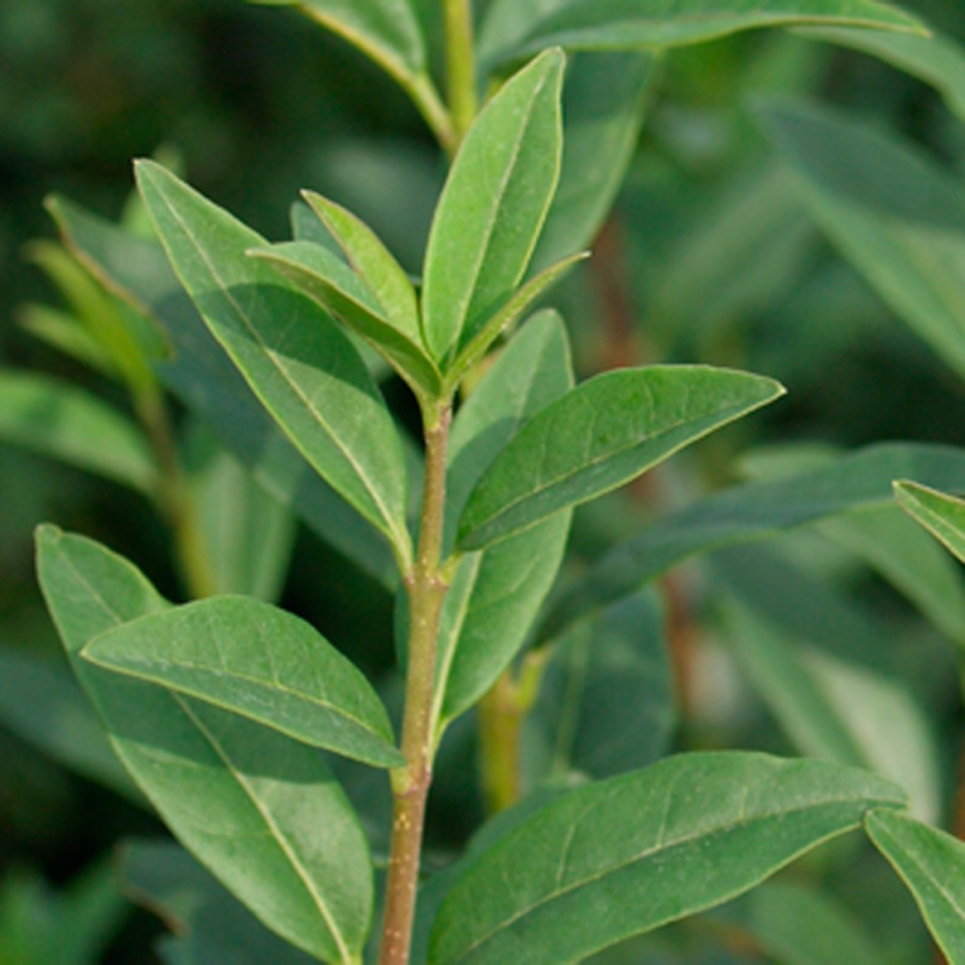 Liguster – Ligustrum vulgare 'Liga' - 60-100 CM bare root 0/2 4-5 branche